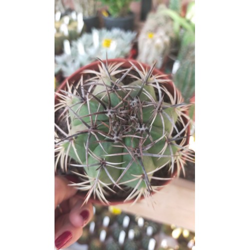 Melocactus Melocactus