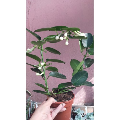 MADAGASKAR YASEMİNİ
