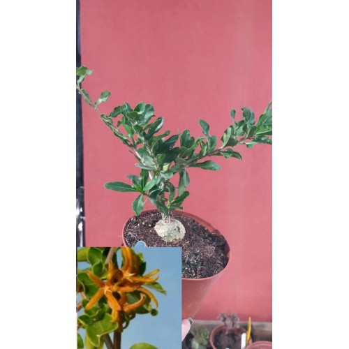 FOCKEA EDULİS 10,5 cm SAKSIDA FOCKEA EDULİS 10,5 cm SAKSIDA