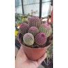 Echinocereus Rubrispinus Echinocereus Rubrispinus