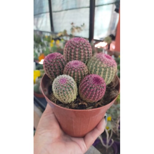 Echinocereus Rubrispinus Echinocereus Rubrispinus