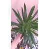 MADAGASKAR PALMİYESİ Pachypodium lamerei BOL YAVRULU MADAGASKAR PALMİYESİ Pachypodium lamerei BOL YAVRULU