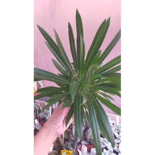 MADAGASKAR PALMİYESİ Pachypodium lamerei BOL YAVRULU MADAGASKAR PALMİYESİ Pachypodium lamerei BOL YAVRULU