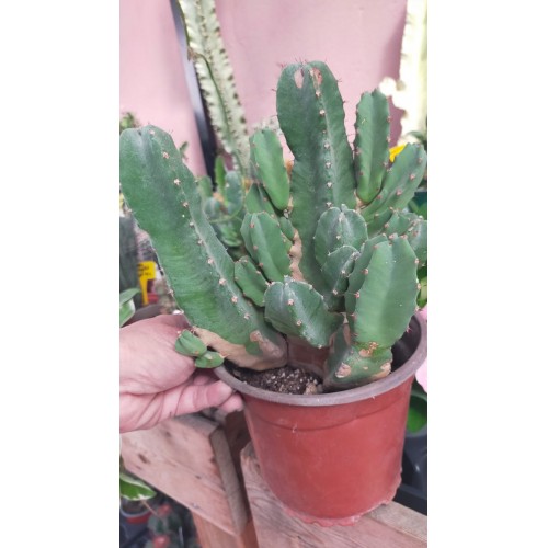 Euphorbia Resinifera Euphorbia Resinifera
