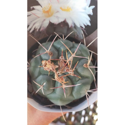 Thelocactus Hexaedrophorus Thelocactus Hexaedrophorus