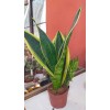 Sanseveria Paşa Kılıcı Sanseveria Paşa Kılıcı