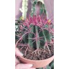 Ferocactus Stainesii 16 cm çömlek plastik saksıda Ferocactus Stainesii 16 cm çömlek plastik saksıda