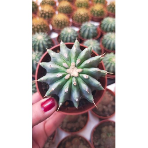 Ferocactus Glaucescends inermis Ferocactus Glaucescends inermis