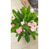 Euphorbia Milii-Dikenler tacı Euphorbia Milii-Dikenler tacı