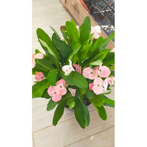 Euphorbia Milii-Dikenler tacı Euphorbia Milii-Dikenler tacı