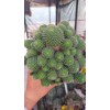 Rebutia Flavistyla Rebutia Flavistyla