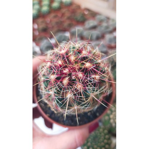 Thelocactus bicolor Thelocactus bicolor