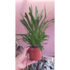 MADAGASKAR PALMİYESİ Pachypodium lamerei BOL YAVRULU MADAGASKAR PALMİYESİ Pachypodium lamerei BOL YAVRULU