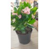 Euphorbia Milii-Dikenler tacı Euphorbia Milii-Dikenler tacı