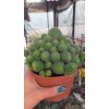 Rebutia Flavistyla Rebutia Flavistyla