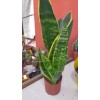Sanseveria Paşa Kılıcı Sanseveria Paşa Kılıcı