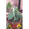 Monvillea Spegazinni Monvillea Spegazinni
