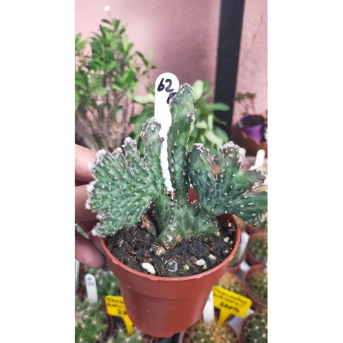 Monvillea Spegazinni Monvillea Spegazinni
