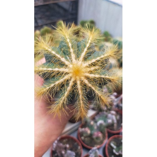 Notocactus Magnificus Notocactus Magnificus