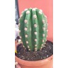 Trichocereus Grandiflorus