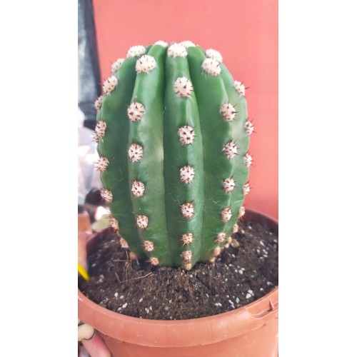 Trichocereus Grandiflorus