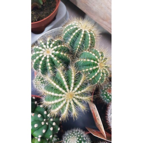 Parodia Magnifica 12 cm saksıda bol yavrulu Parodia Magnifica 12 cm saksıda bol yavrulu