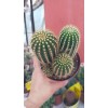Trichocereus Spachianus Trichocereus Spachianus