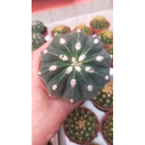 Melocactus Maxonii Melocactus Maxonii