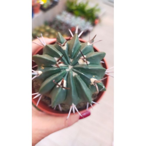 Stenocactus Coptonogonus Stenocactus Coptonogonus