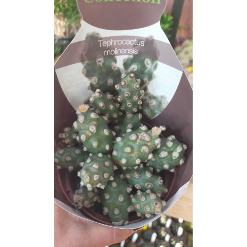 Tephrocactus molinensis Tephrocactus molinensis