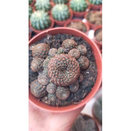 Rebutia holisia condorensis 8,5 CM SAKSIDA Rebutia holisia condorensis 8,5 CM SAKSIDA