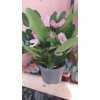 euphorbia milii