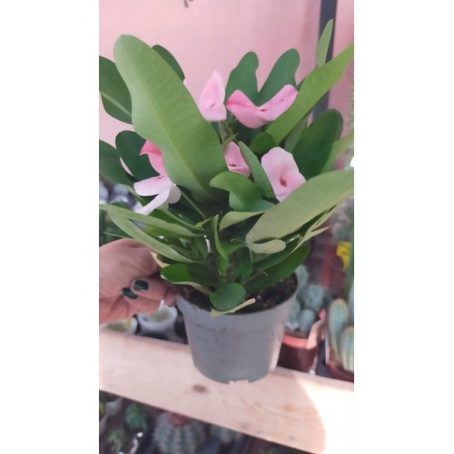 euphorbia milii