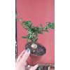 FOCKEA EDULİS 10,5 cm SAKSIDA FOCKEA EDULİS 10,5 cm SAKSIDA