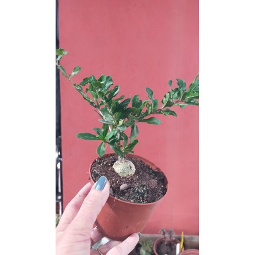FOCKEA EDULİS 10,5 cm SAKSIDA FOCKEA EDULİS 10,5 cm SAKSIDA