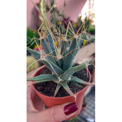 Leuchtenbergia Principis
