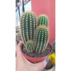 Trichocereus Spachianus Trichocereus Spachianus