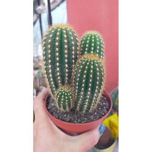 Trichocereus Spachianus Trichocereus Spachianus
