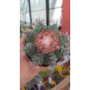 Melocactus Matazanus Melocactus Matazanus