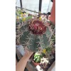 Melocactus Bahiensis xXXL - Kırmızı Şapkalı 21 CM
