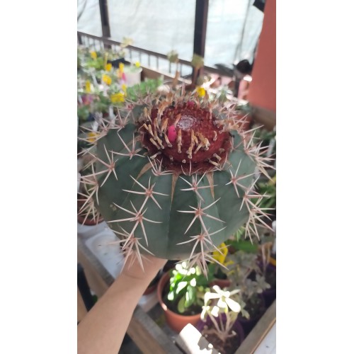 Melocactus Bahiensis xXXL - Kırmızı Şapkalı 21 CM