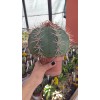 Melocactus Bahiensis xXXL - Kırmızı Şapkalı 21 CM