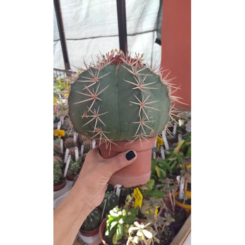 Melocactus Bahiensis xXXL - Kırmızı Şapkalı 21 CM