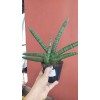 Sanseveria 10,5 CM SAKSIDA Sanseveria 10,5 CM SAKSIDA