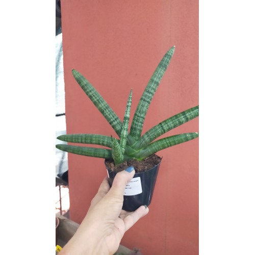 Sanseveria 10,5 CM SAKSIDA Sanseveria 10,5 CM SAKSIDA