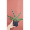 Sanseveria 10,5 CM SAKSIDA Sanseveria 10,5 CM SAKSIDA