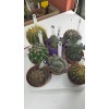 Kaktüs set-2 8 adet 8,5 cm saksıda Kaktüs set-2 8 adet 8,5 cm saksıda