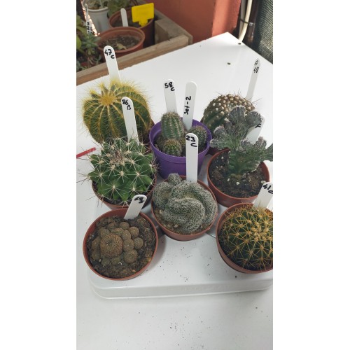 Kaktüs set-2 8 adet 8,5 cm saksıda Kaktüs set-2 8 adet 8,5 cm saksıda