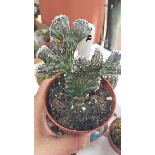 Kaktüs set-2 8 adet 8,5 cm saksıda Kaktüs set-2 8 adet 8,5 cm saksıda