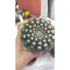 Kaktüs set-2 8 adet 8,5 cm saksıda Kaktüs set-2 8 adet 8,5 cm saksıda